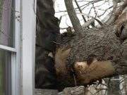 Un árbol enorme cayó en una casa y varios niños y adultos fueron desplazados en New London