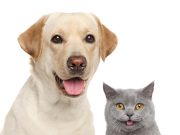 Mi perro tiene cáncer ¿qué necesito saber?
