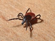 Cómo proteger a tus mascotas de las garrapatas