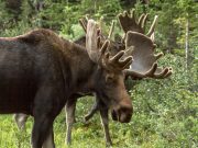 DEEP aconseja a los automovilistas que estén atentos a los alces en las carreteras interestatales