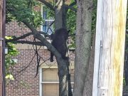 Un oso fue visto cerca del Downtown de Hartford