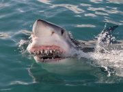 Una mujer de Connecticut pierde una pierna en un ataque de tiburón en las Islas Turcas y Caicos