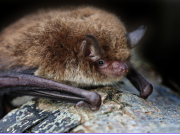La División de Vida Silvestre de CT DEEP y el Centro de Conservación y Fundación White Memorial lanza en vivo “BatCam”