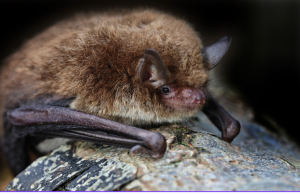 La División de Vida Silvestre de CT DEEP y el Centro de Conservación y Fundación White Memorial lanza en vivo “BatCam”