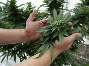 Adultos en CT podrán cultivar marihuana en casa a partir del 1 de julio