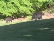 Un oso fue sacrificado luego de entrar en una casa en Bloomfield