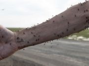 Aumento de mosquitos en East Hartford debido a las inundaciones: Consejos para la prevención