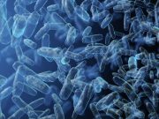 Algunas áreas de natación de parques estatales fueron cerradas por posible contaminación