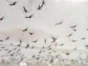 Confirmado el primer caso del virus del Nilo Occidental en Wethersfield