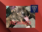 Autoridades ofrecen recompensa de $ 3,000 por información sobre el perro encontrado muerto en una caja de leche