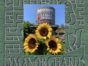 Laberinto de Girasoles de Lyman Orchards 2023 abierto hasta el 27 de Agosto
