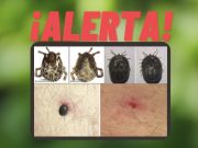 Estado emite advertencia sobre garrapatas exóticas e invasora