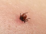 Cuatro residentes de Connecticut dan positivo por virus Powassan transmitido por garrapatas