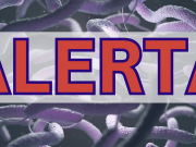1 persona muere, 2 se enfermaron por comer mariscos crudos y nadar en Long Island Sound