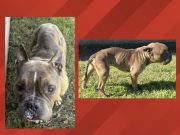 Policía de Watertown en busca de justicia para un perro maltratado en Sylvan Lake Park