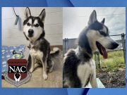 Arrestan a ex dueño del Husky maltratado en Naugatuck