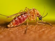 Caso confirmado de virus del Nilo Occidental en un residente de East Hartford