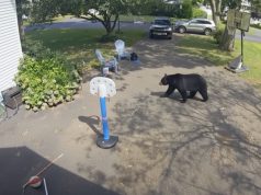 Un oso hambriento irrumpe en una casa de Simsbury