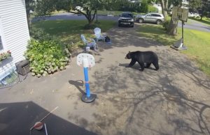 Un oso hambriento irrumpe en una casa de Simsbury