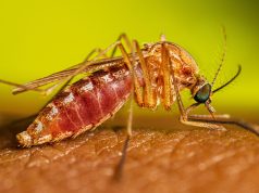 Connecticut registra tres casos humanos del virus del Nilo Occidental y mosquitos infectados en 38 municipios Mosquito Culex alimentándose sobre la piel, imagen de referencia del CDC sobre el virus del Nilo Occidental