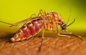 Connecticut registra tres casos humanos del virus del Nilo Occidental y mosquitos infectados en 38 municipios Mosquito Culex alimentándose sobre la piel, imagen de referencia del CDC sobre el virus del Nilo Occidental