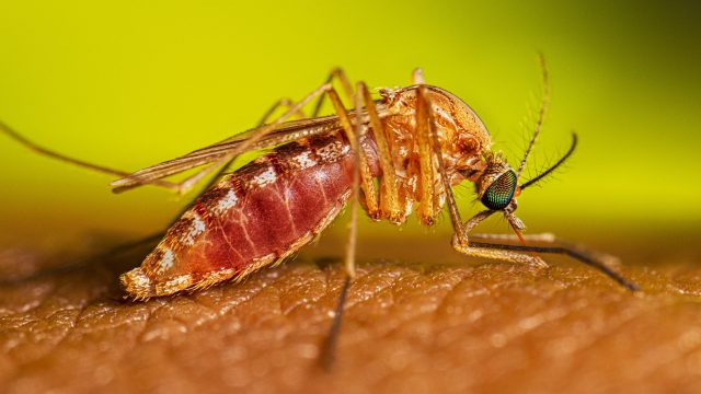 Mosquito Culex alimentándose sobre la piel, imagen de referencia del CDC sobre el virus del Nilo Occidental